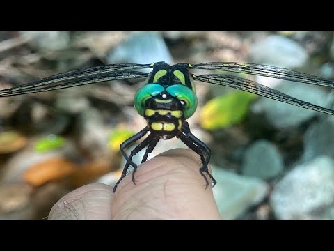 Golden Ringed Dragonfly (Anotogaster sieboldii 장수잠자리) - South Korea’s Largest Dragonfly