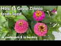 How to grow zinnia from seed to flower  in borders and in containers