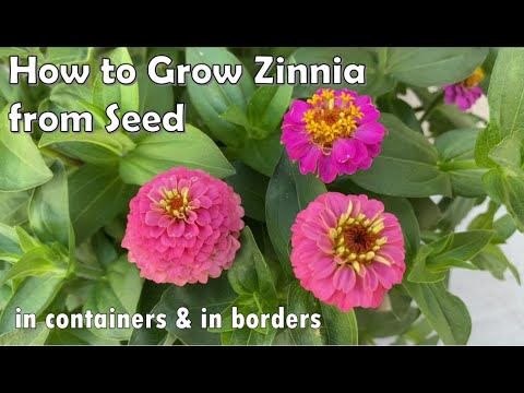 Video: Binnehuise Zinnia-versorging – Hoe om Zinnia-blomme in pot te kweek