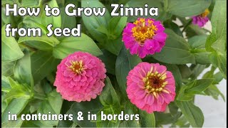 How to Grow Zinnia from Seed to Flower  in Borders and in Containers