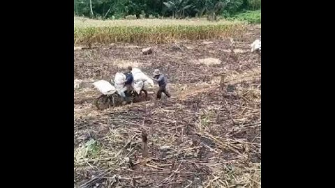 Ojek jagung birimbulu