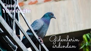 Gidenlerin Ardından | Taner Yüncüoğlu Resimi