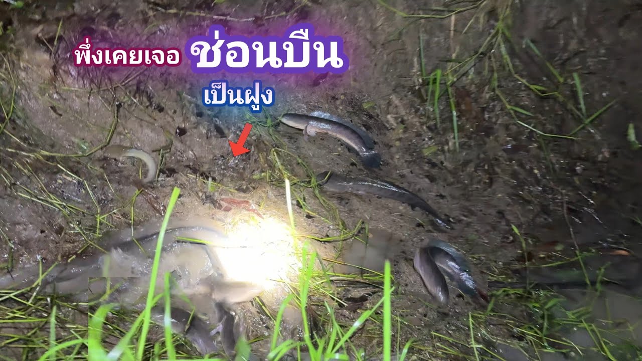 ปลาช่อนใหญ่บืนเป็นฝูง พึ่งเคยเจอเเบบนี้ ฝนเป็นเหตุ ปักเบ็ดโครตหมาน / บ้านนอก EP.913