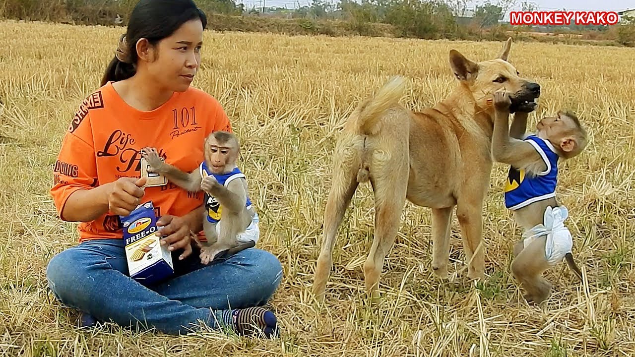 Family Monkey!! Monkey Kako Try To Open MoMo Mouth Get Cake | Baby Monkey Eat Cake