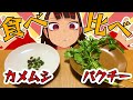 【似てる?】カメムシとパクチー食べ比べてみた!【似てない?】