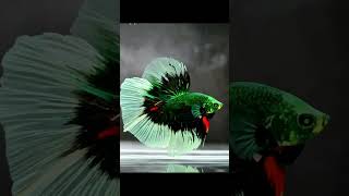 Halfmoon Hulk Vampire #fish #bettafish #shortviral #fyp #foryou #viral #videoviral