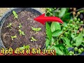 Mehndi/Hina plant from seeds : Direct from plant easiest way: Tech Garden