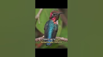 Meet the smallest bird in the World, Bee Hummingbird. It is about 5 cm long and weighs only 2 grams.