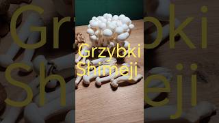 #grzyb #grzyby #grzybki #natura #las
