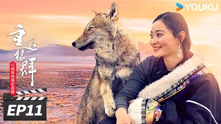 ENGSUB【FULL】重返狼群 10周年特别纪念版 EP11 格林，是你吗？ | 🌟狼王格林催泪后续 | 李微漪 / 亦风 | 纪录片 | 优酷华语剧场