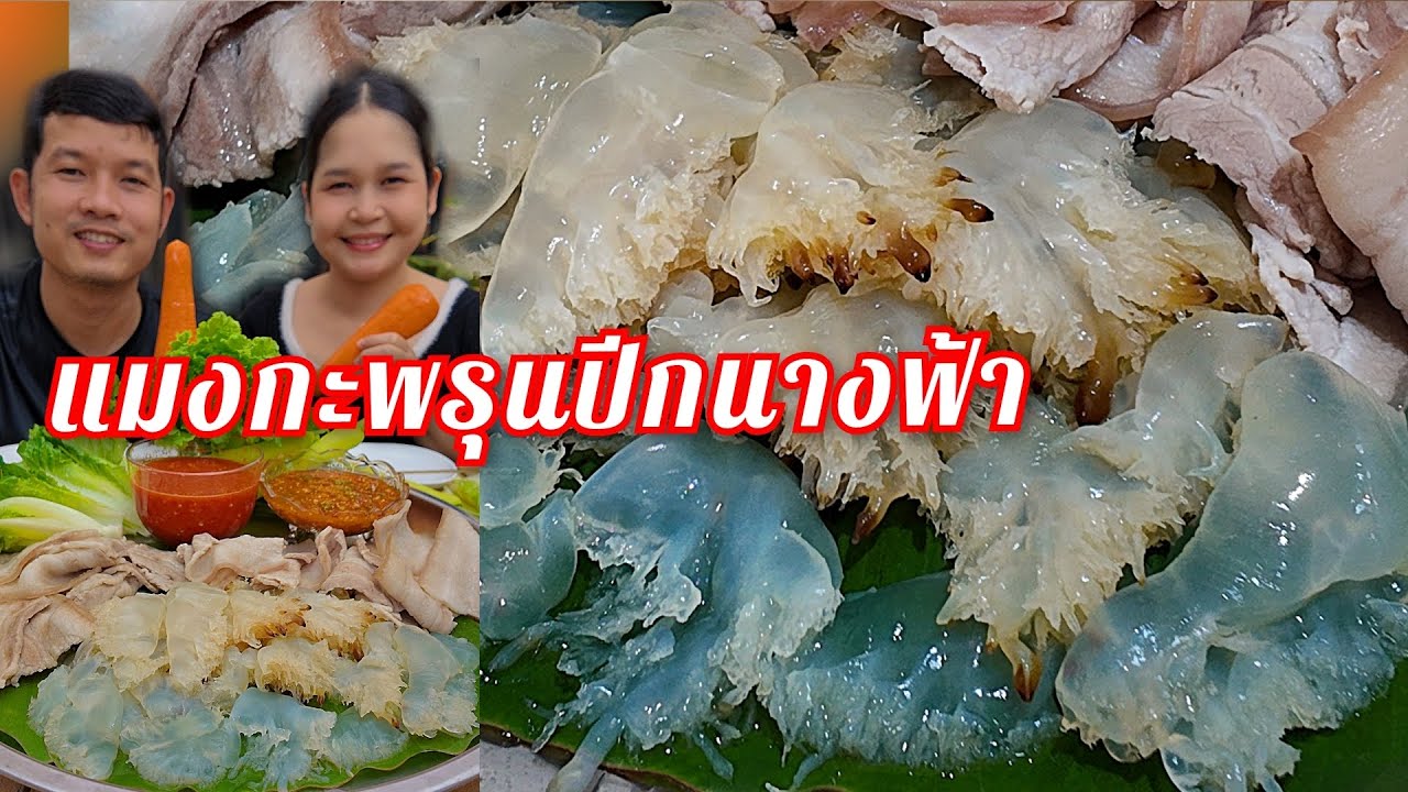 14-11-68 แมงกะพรุนปีกนางฟ้า หมูจุ่มลวกจิ้ม #แมงกะพรุน 