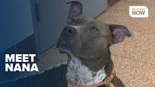 Rescue Roundup: Nana is hoping that her second time in the shelter will be her last