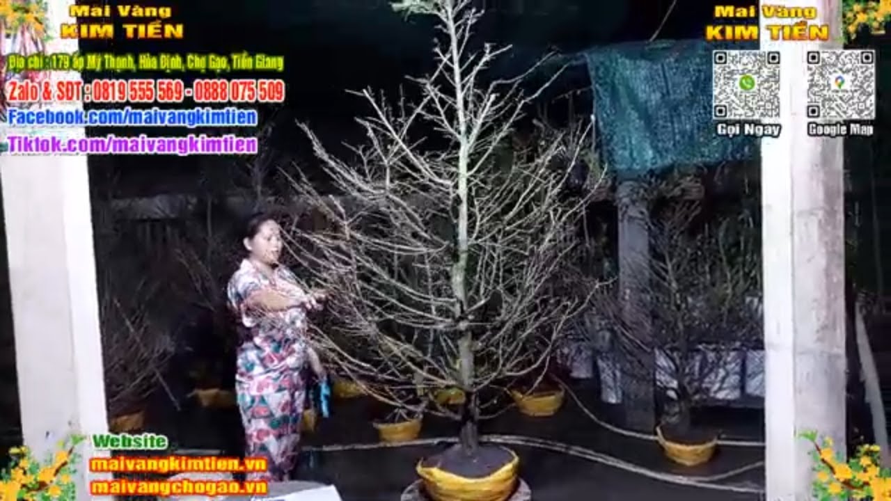 Phôi Mai Thủ Đức Giá Rẻ Bao Ship Bao Sống Toàn Quốc - Mai Vàng Kim Tiền Chợ Gạo