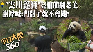 時隔21年重返加州!貓熊「雲川、鑫寶」亮相萌翻老美陸駐美大使謝鋒:中美 ...
