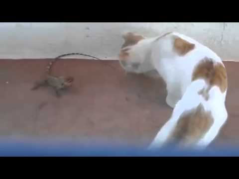 funny-cats-scared-compilation-(jump-scare-cats)