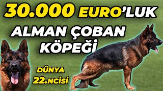 ÇİN'E 350.000 EURO'YA SATILAN ALMAN ÇOBAN KÖPEĞİ! - Lotus Pet Country