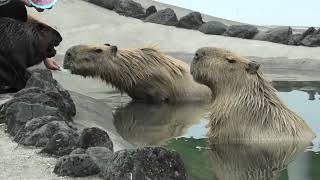 Syrup, Whip and Ryosuke Compete with Beavers for Food