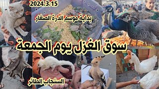 سوق الغزل لبيع وشراء الحيوانات والطيور لهذا اليوم الجمعة 15 مارس 2024