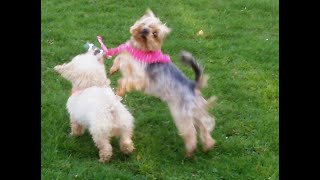 Bailey English Bull Terrier, Bobby Yorkie & Peppa Bichon Frise Whizzing.