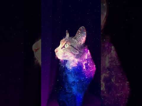 宇宙猫 - space cats - #Shorts