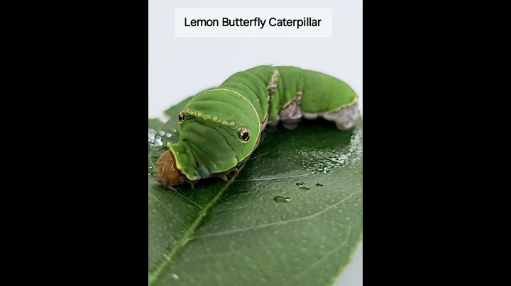 Lemon Butterfly Caterpillar