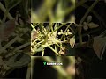 Temperaturas Ideales para la Floración de Cultivos
