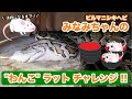 ビルマニシキヘビ巳波ちゃんの“わんこラット”チャレンジ2026vol.1