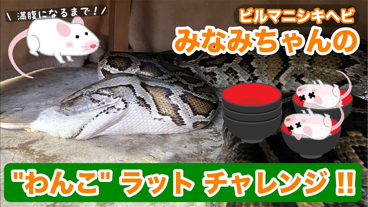 ビルマニシキヘビ巳波ちゃんの“わんこラット”チャレンジ2026vol.1