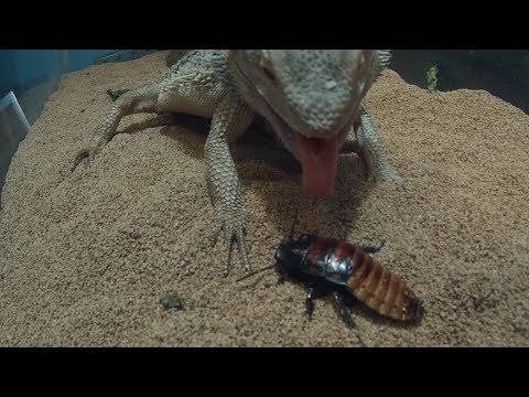 Video: Pot dragonii cu barbă să mănânce gândaci șuierători?