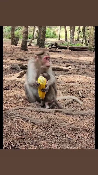 Mother's love #monkey #kodaikanal