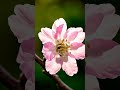 Blossom Bloom Transformation