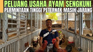 From a Few Chickens to a Large Farm! The Success Story of Sengkuni Black Permud & Elba Chicken Fa...