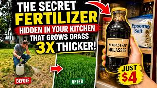 The Secret Fertilizer Hidden in Your Kitchen That Grows Grass 3X Thicker