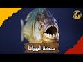 الكوكب الإستثنائي (extra) - سمكة البيرانا