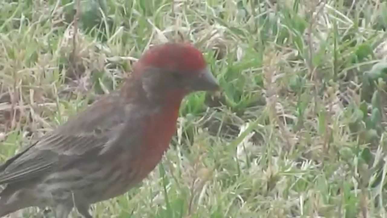 Bird Black head Grosbeak male collecting food YouTube