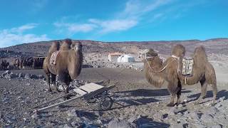 Gobi Cold Camel Expedition: Mongolia