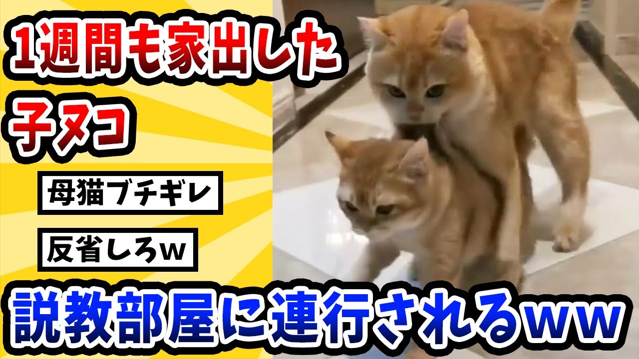 【2ch動物スレ】1週間も家出をしていた子ヌコ→母猫ブチギレで説教部屋に連行ｗｗｗｗｗ