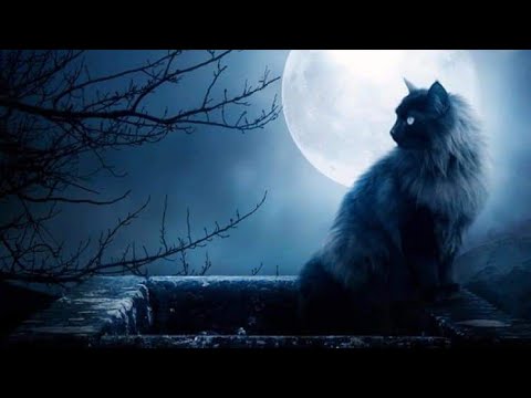 Video: 5 Razones Principales Por Las Que La Gente Debería Amar A Los Gatos