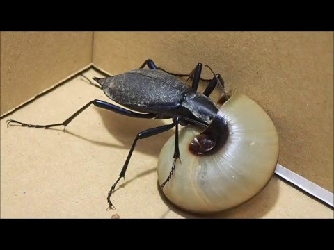 マイマイカブリ 食事 カタツムリ Youtube マイマイカブリ 食事 カタツムリ Youtube