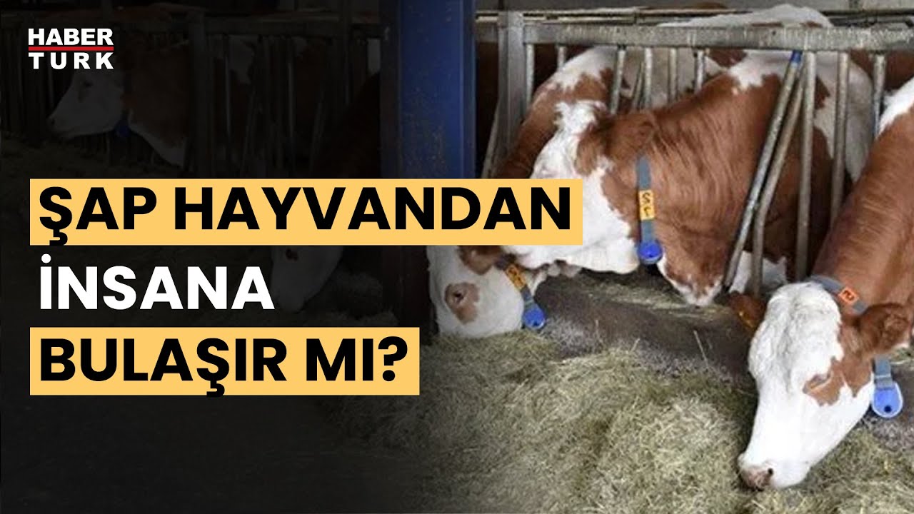 Şap hastalığı nedir, nasıl yayılır? Prof. Dr. Mustafa Hasöksüz ve Sencer Solakoğlu yanıtladı