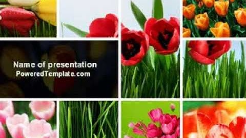 Tulips PowerPoint Template by PoweredTemplate.com