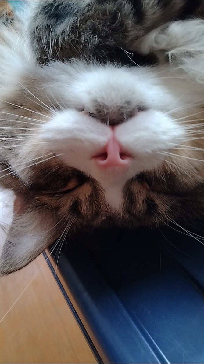 shorts #cat #ねこ #猫 - YouTube