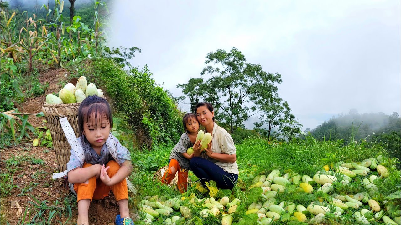17 year old single mother - harvesting corn to sell - ly Tieu na - YouTube