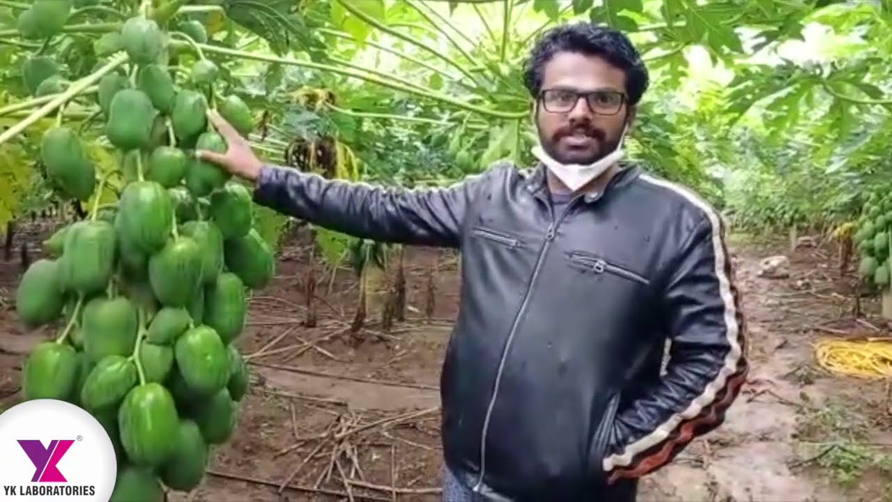 PapayaRing spot virus Papaya Karnataka, Good Maintenance Basavakalyan