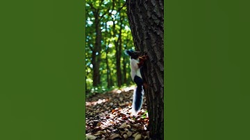 Climbing into the Canopy