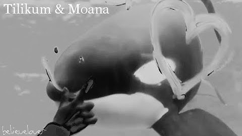 Bulletproof Angel MEP - Tilikum & Moana [Part 10]