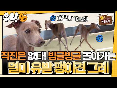 [🥐‍️#우왕] 🌀돌고~ 또 돌고🌀 하루 종일 빙글빙글 돌기만 하는 멀미 유발 팽이犬 그레! 그레가 하루 종…