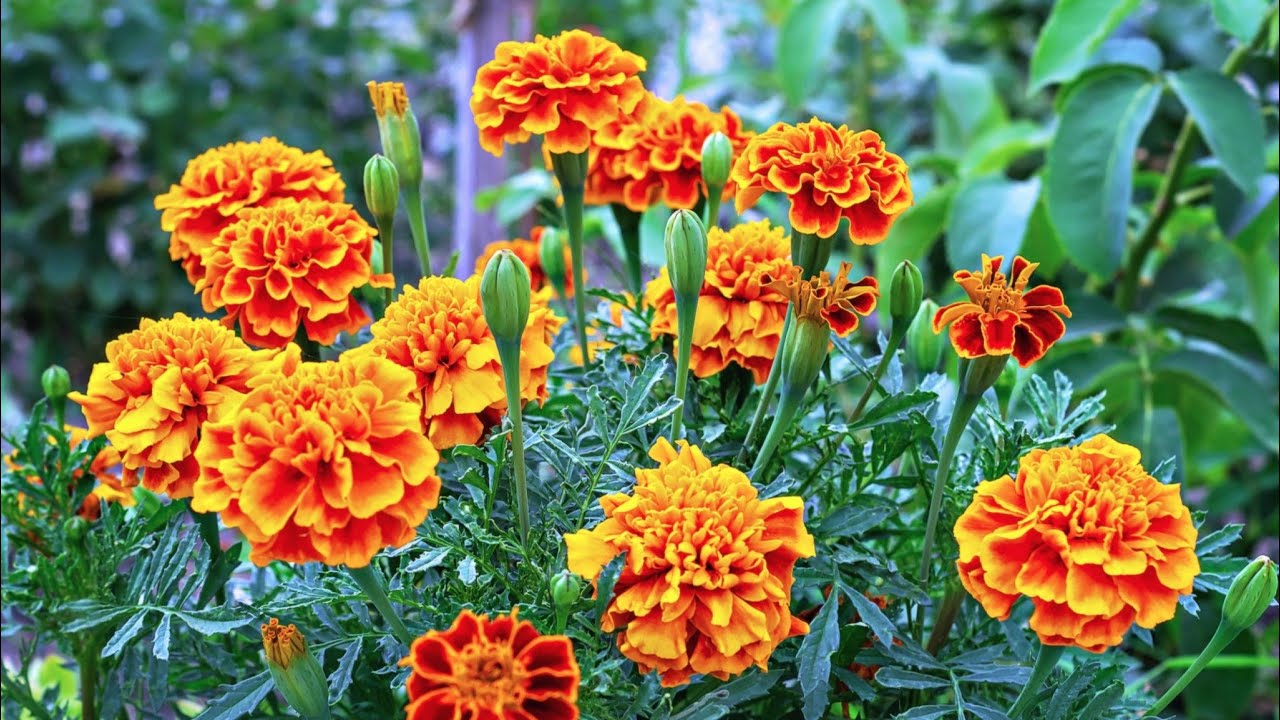 Marigold available 40rs only YouTube