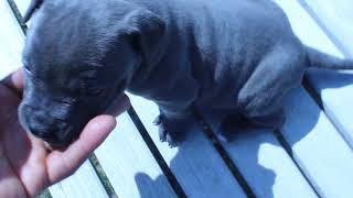 4 8 Ragnar And Bella Female Blue Pitbull Puppy B