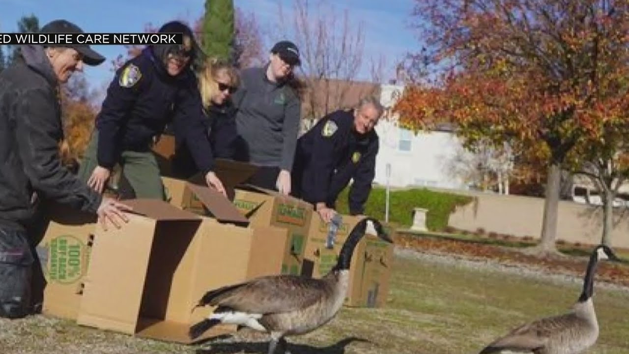 Diesel completely removed from pond at Tanzanite Park in Natomas
